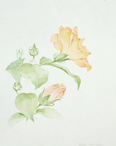 Hibiscus rosa-sinensis od Sarah Creswell